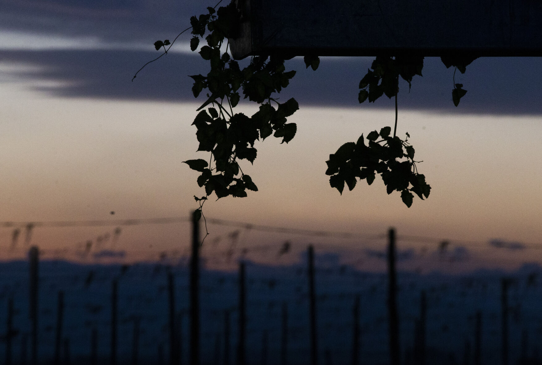 Night Hop Harvest at Morrier Ranch